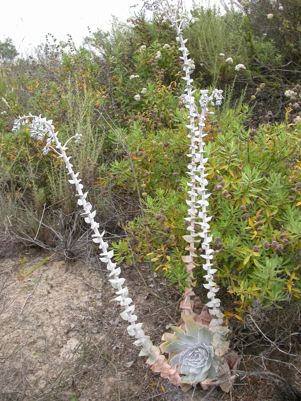 Dudleya pulverulenta, Saxony Road, San Diego County