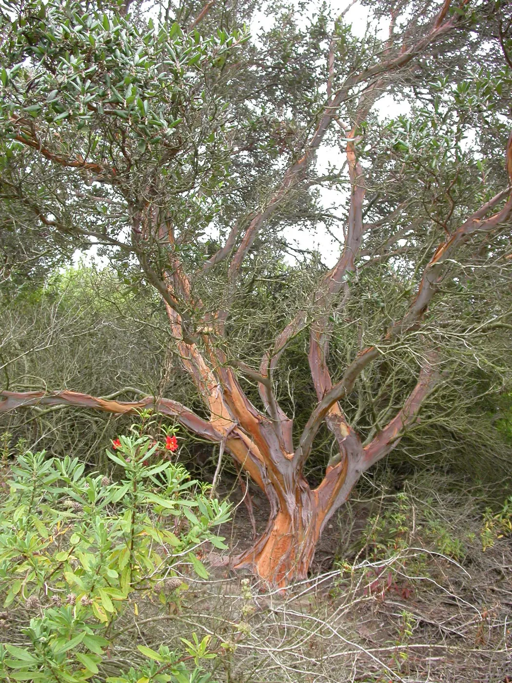 Xylococcus bicolor, Saxony Road, San Diego County