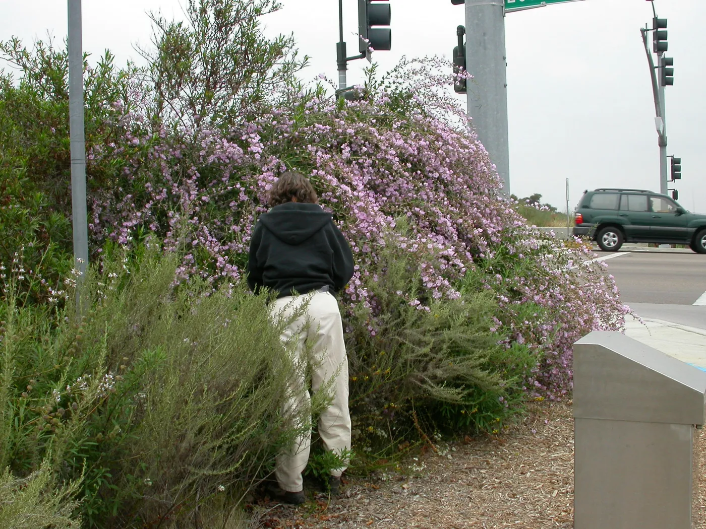 Malacothamnus fasciculatus. Carol Bornstein