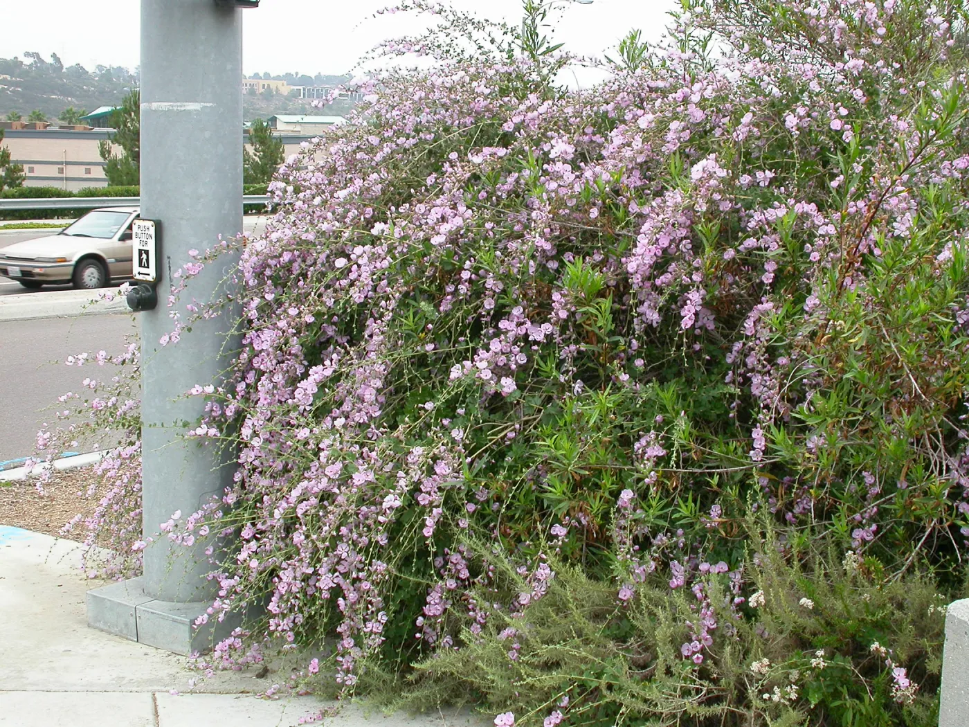 Malacothamnus fasciculatus 