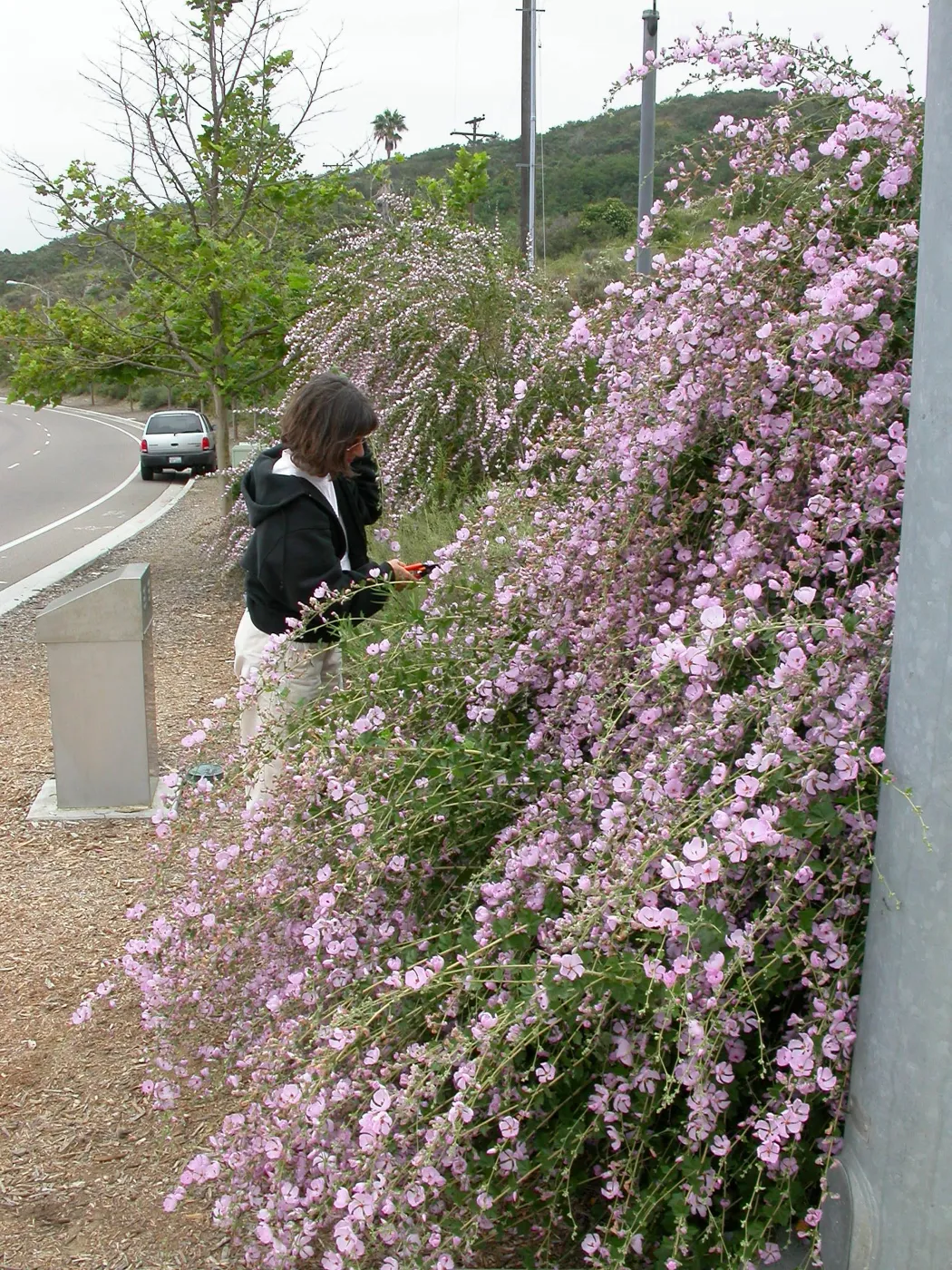 Malacothamnus fasciculatus Carol Bornstein