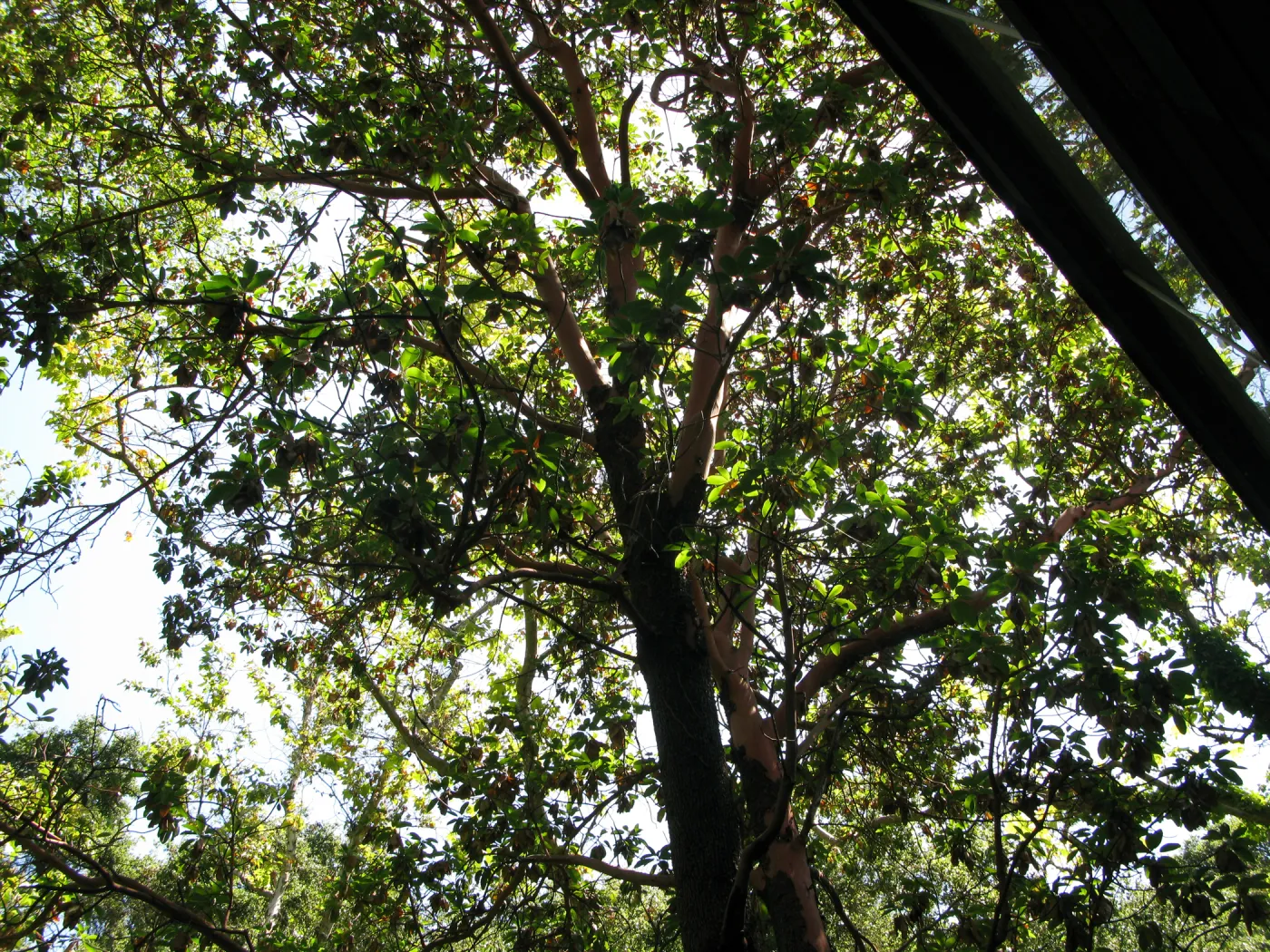 Madrone at Guild House