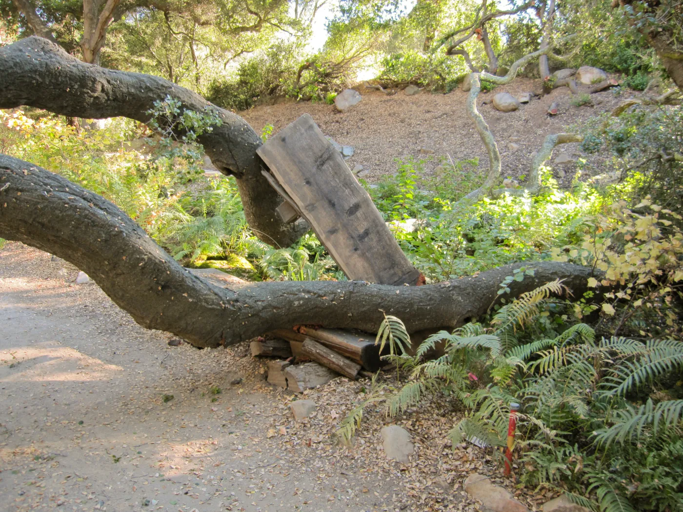 Fallen Oak