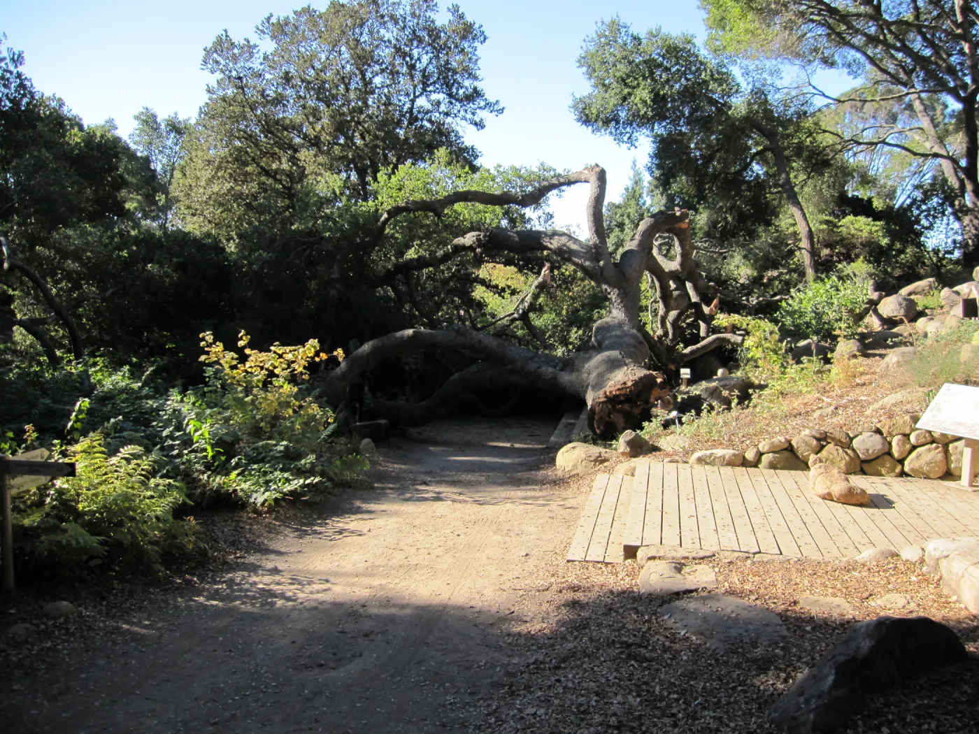 Fallen Oak