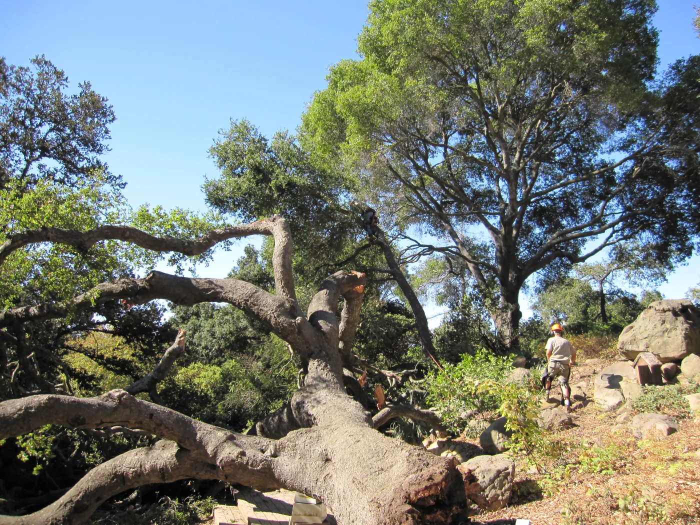 Fallen Oak