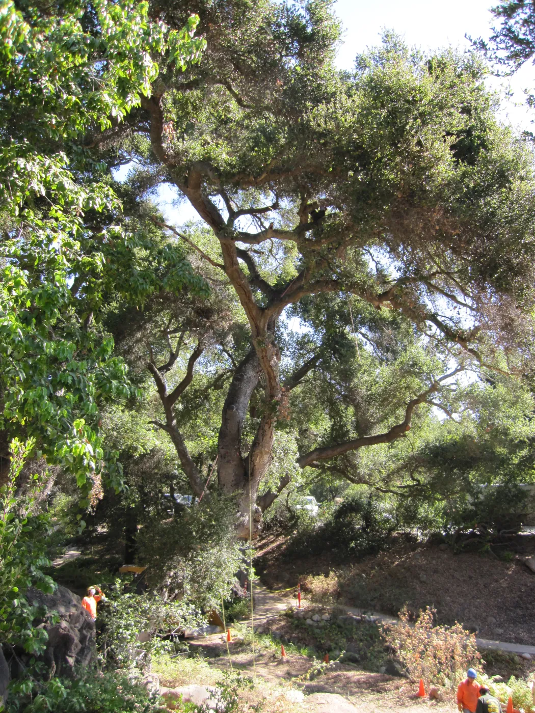 Fallen Oak