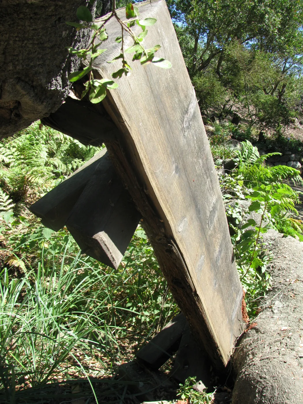 Fallen Oak Damages