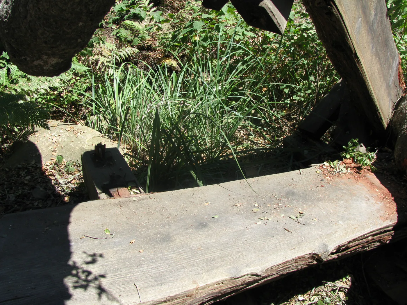 Fallen Oak Damages
