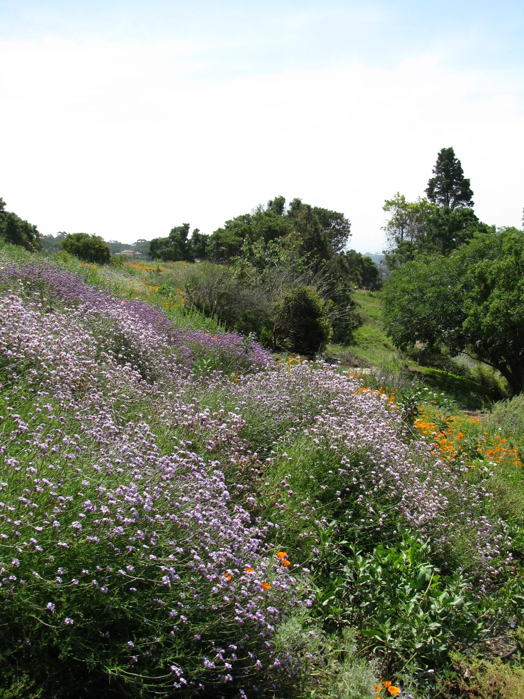 Verbena lilicina on Porter Trail