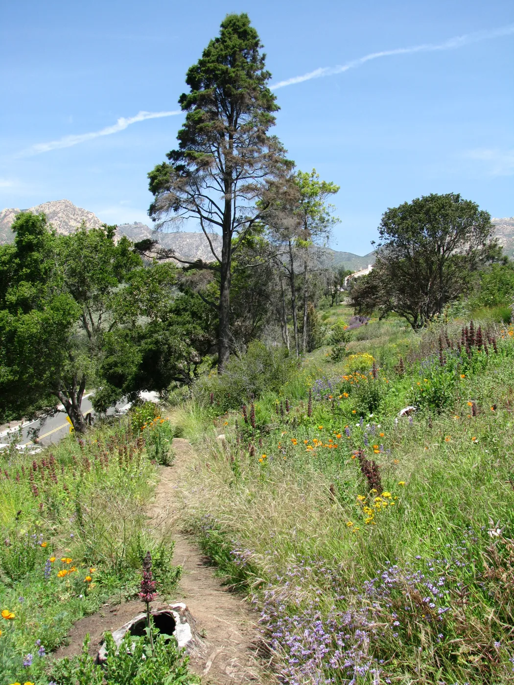 Porter Trail
