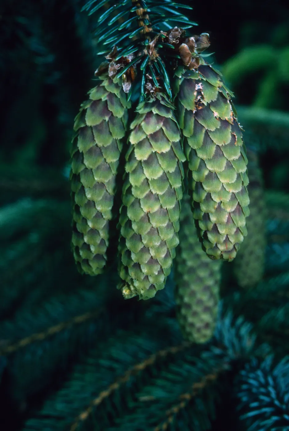 Plants of California Slide Show scans by Mad Systems (Disc 7)