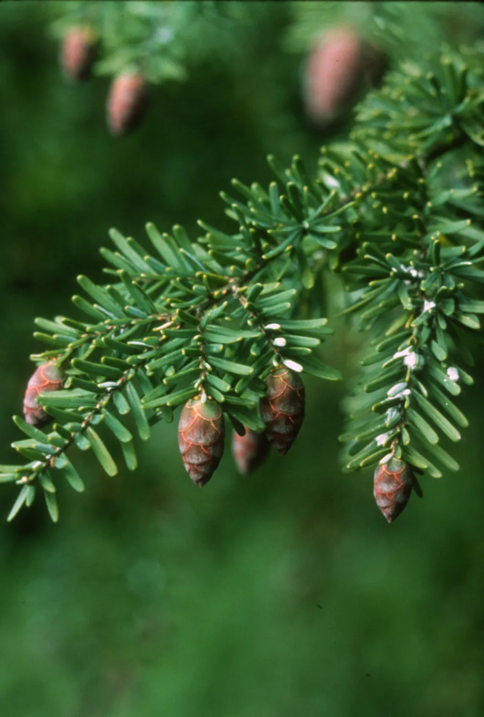 Plants of California Slide Show scans by Mad Systems (Disc 7)