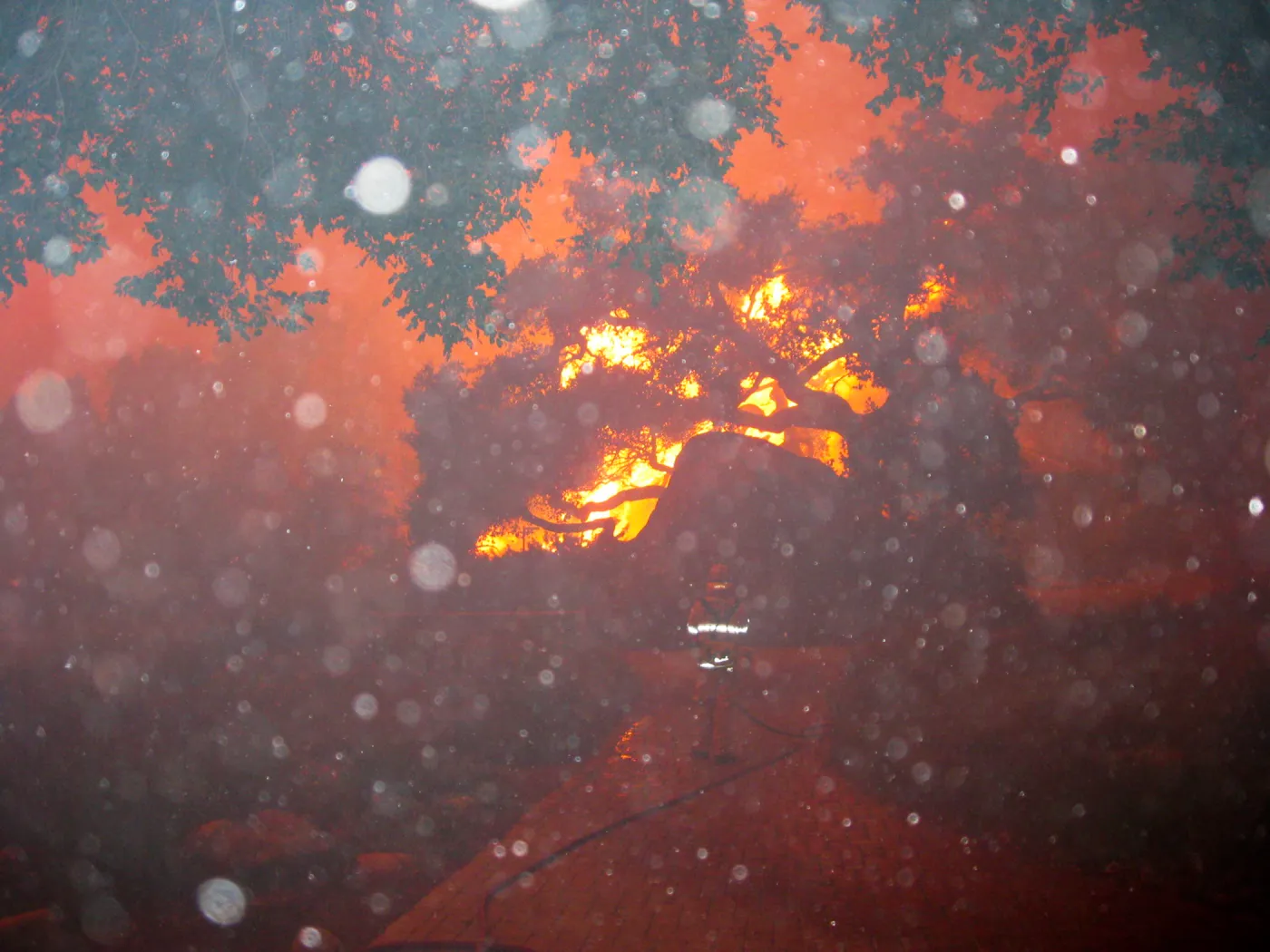 Jesusita Fire in the Garden, taken by a firefighter during the firestorm at SBBG