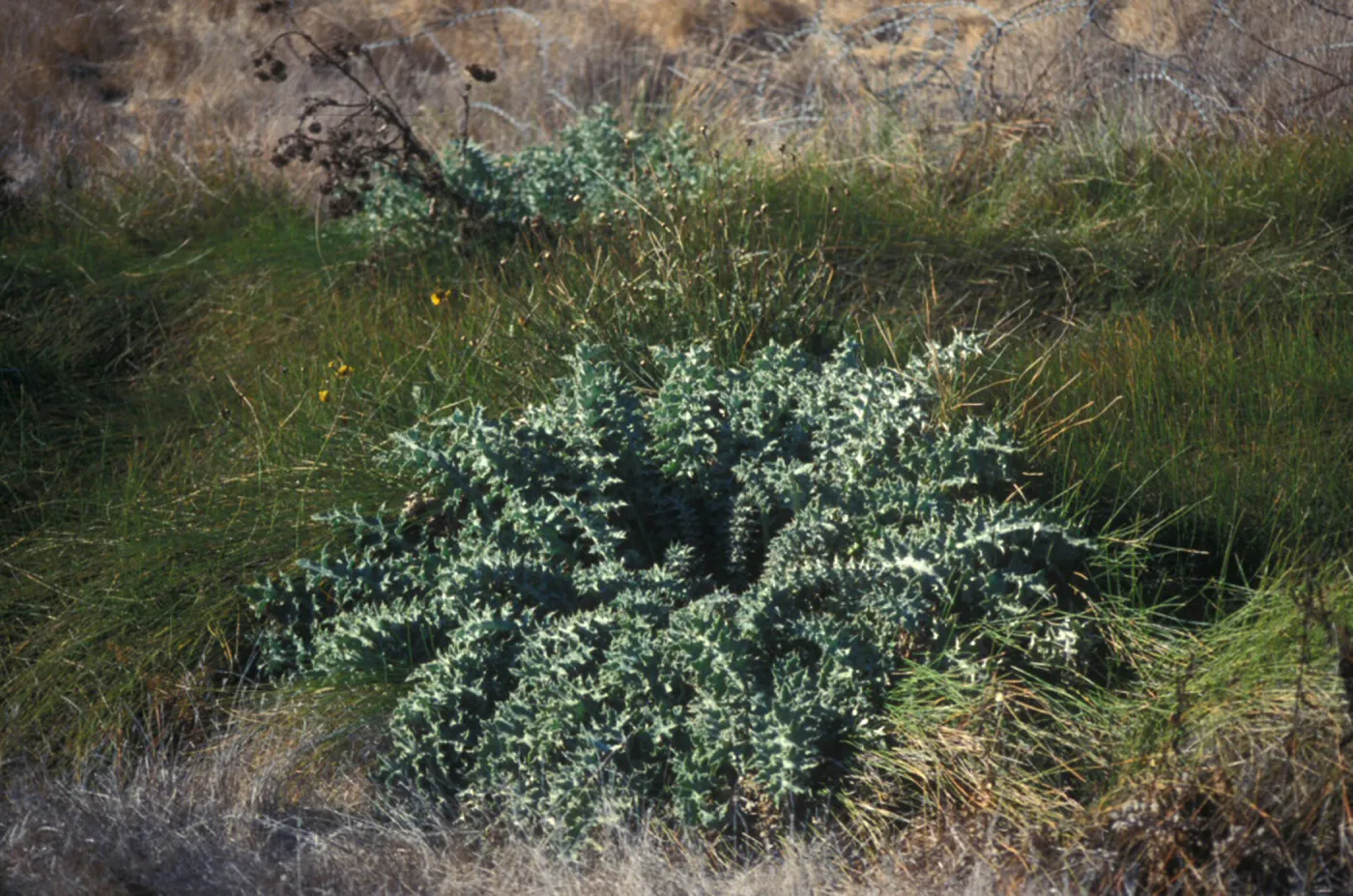 Cirsium fontinale var. obispoense, Chorro Creek bog thistle, Garden CPC plant