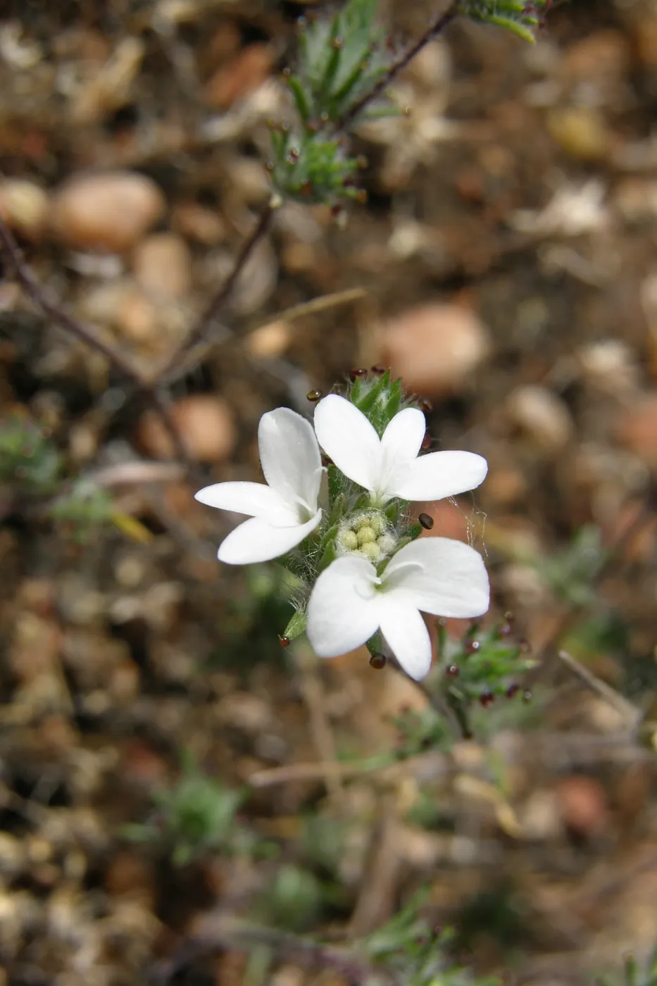 dwarf calycadenia, Garden CPC plant