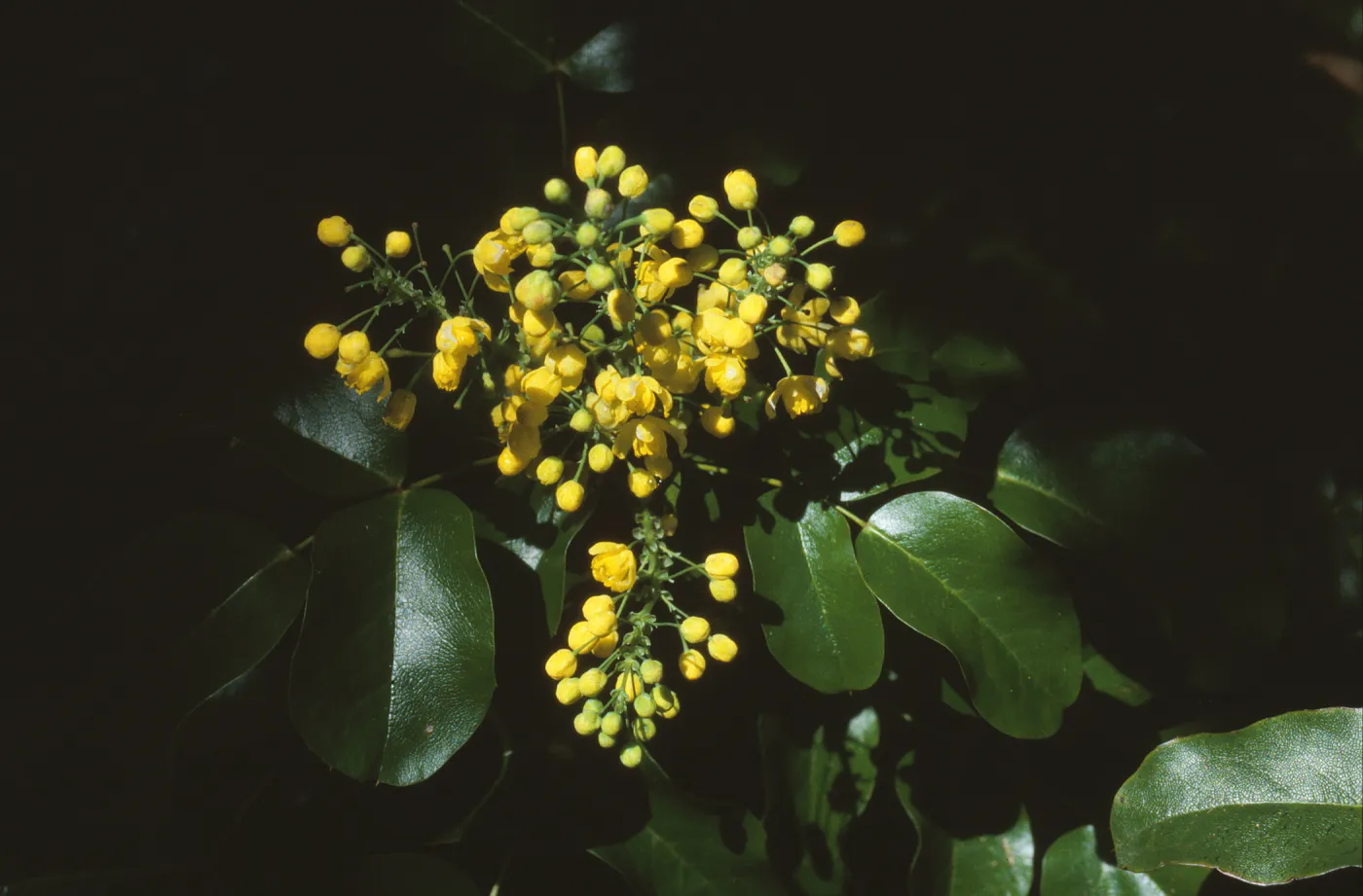 Berberis pinnata ssp. insularis, island barberry, Garden CPC plant