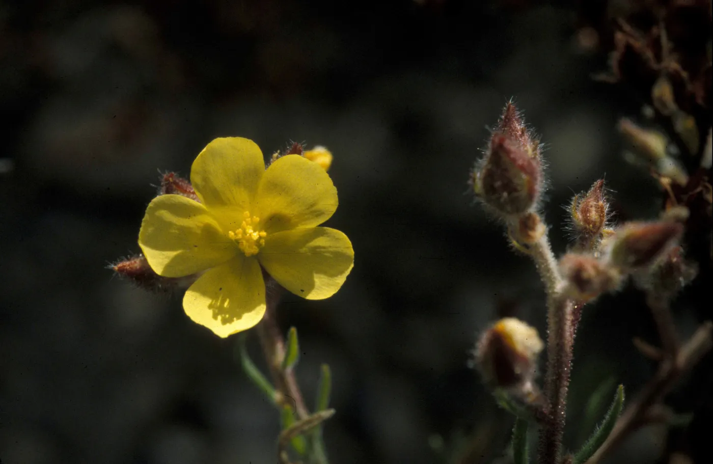 Helianthemum greenei, island rock rose, Garden CPC plant