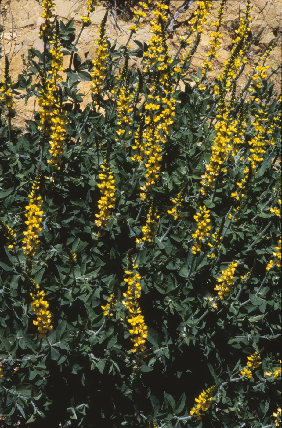 Thermopsis macrophylla, Santa Ynez false lupine, Garden CPC plant