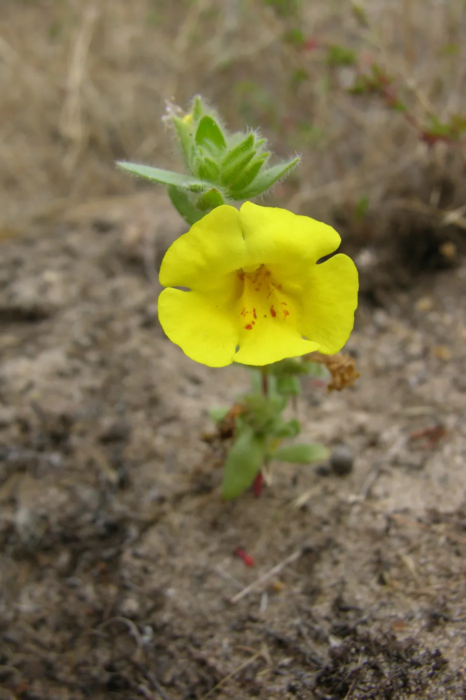 Vandenberg monkeyflower, Garden CPC plant