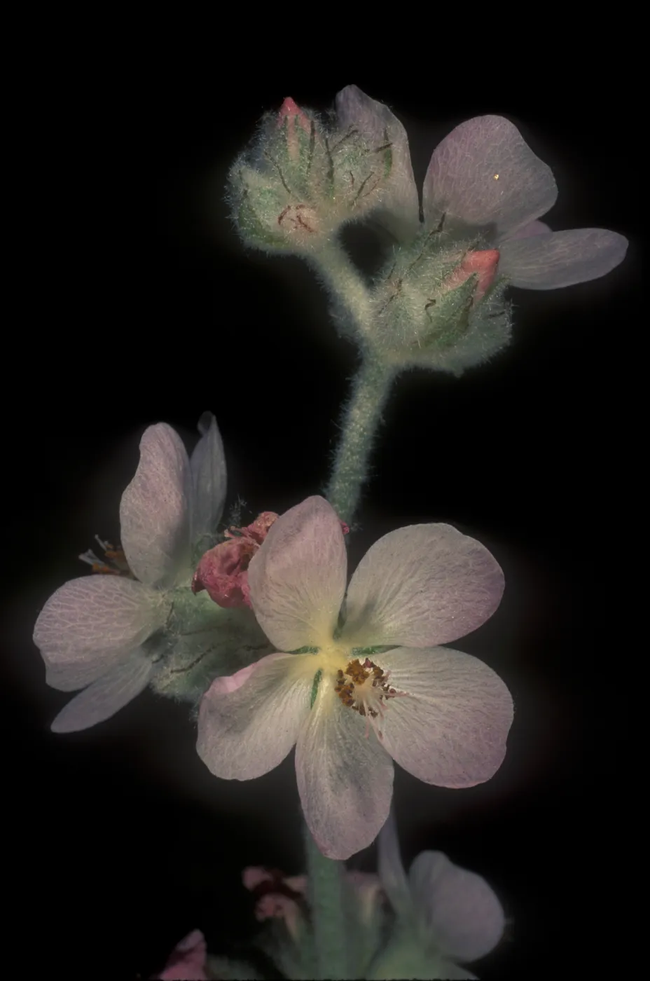 Malacothamnus clementinus, San Clemente Island bush mallow, Garden CPC plant