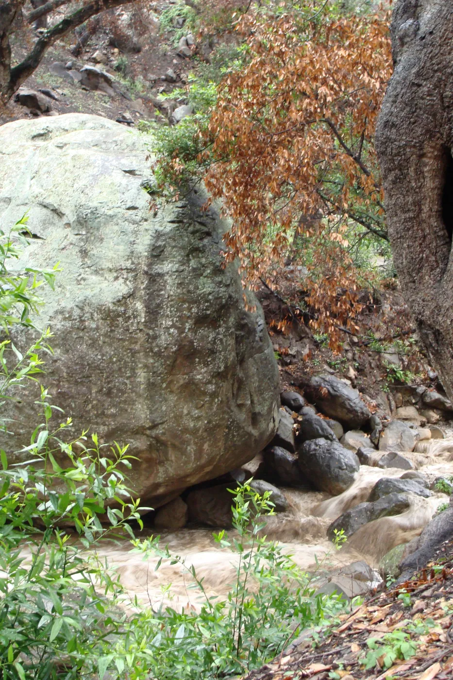 SBBG winter storm, January 2010, after Jesusita Fire