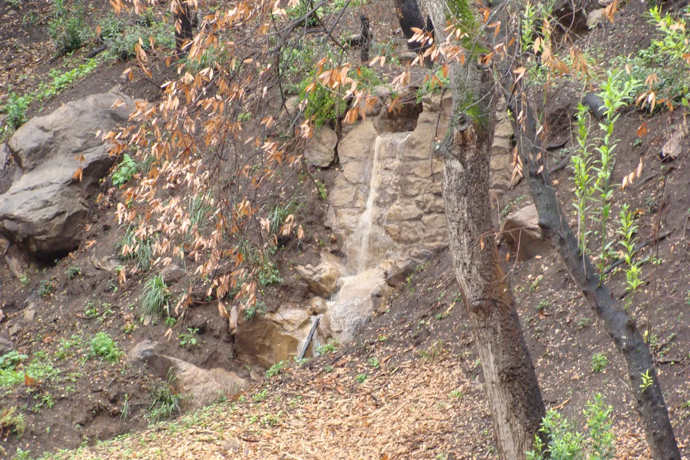 SBBG winter storm, January 2010, after Jesusita Fire