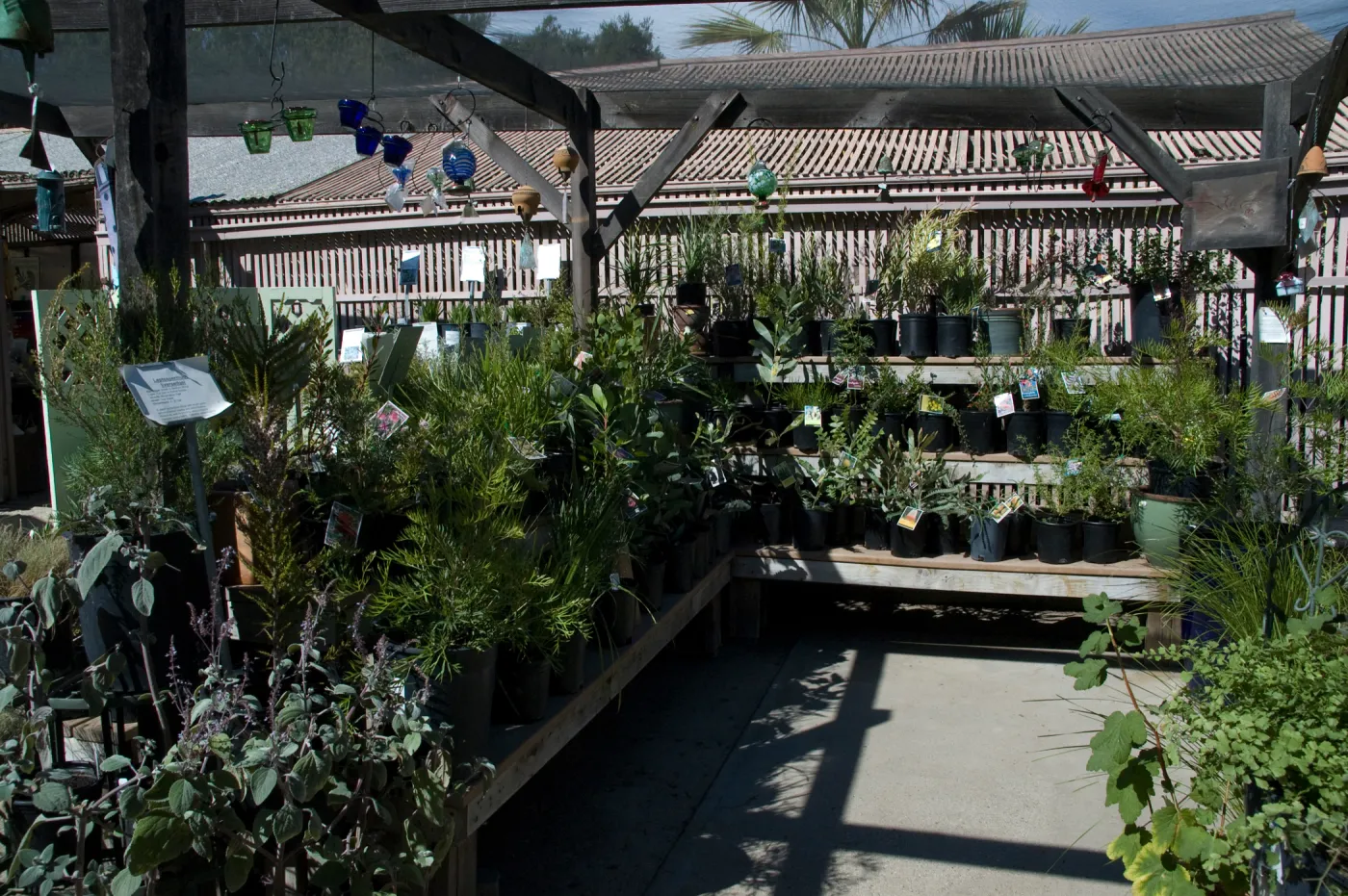 Australia native plants display, SBBG Fall Plant Sale 2010