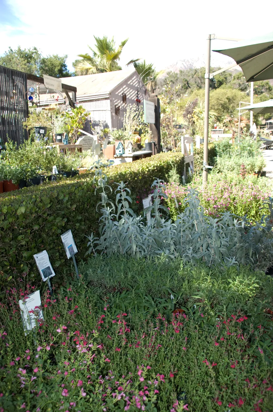 row of Salvias (Sage), SBBG Fall Plant Sale 2010 Sage