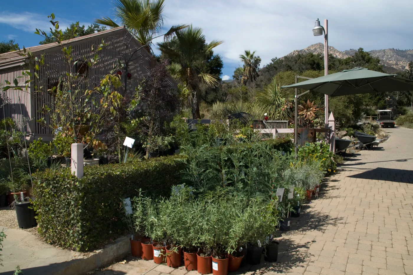 row of plants, SBBG Fall Plant Sale 2010