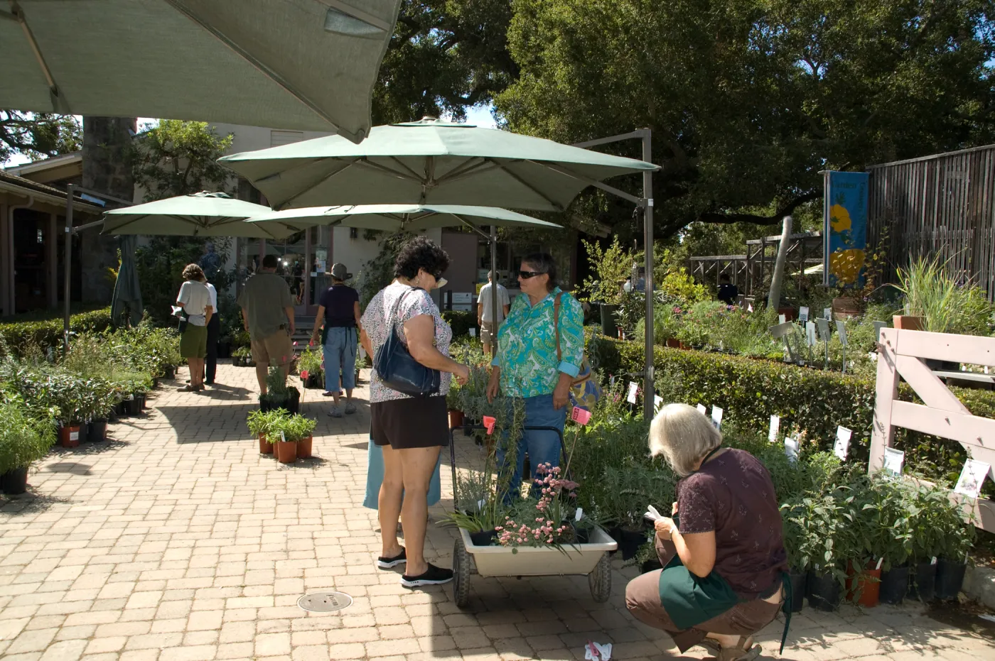 visitors shopping at the SBBG Fall Plant Sale 2010
