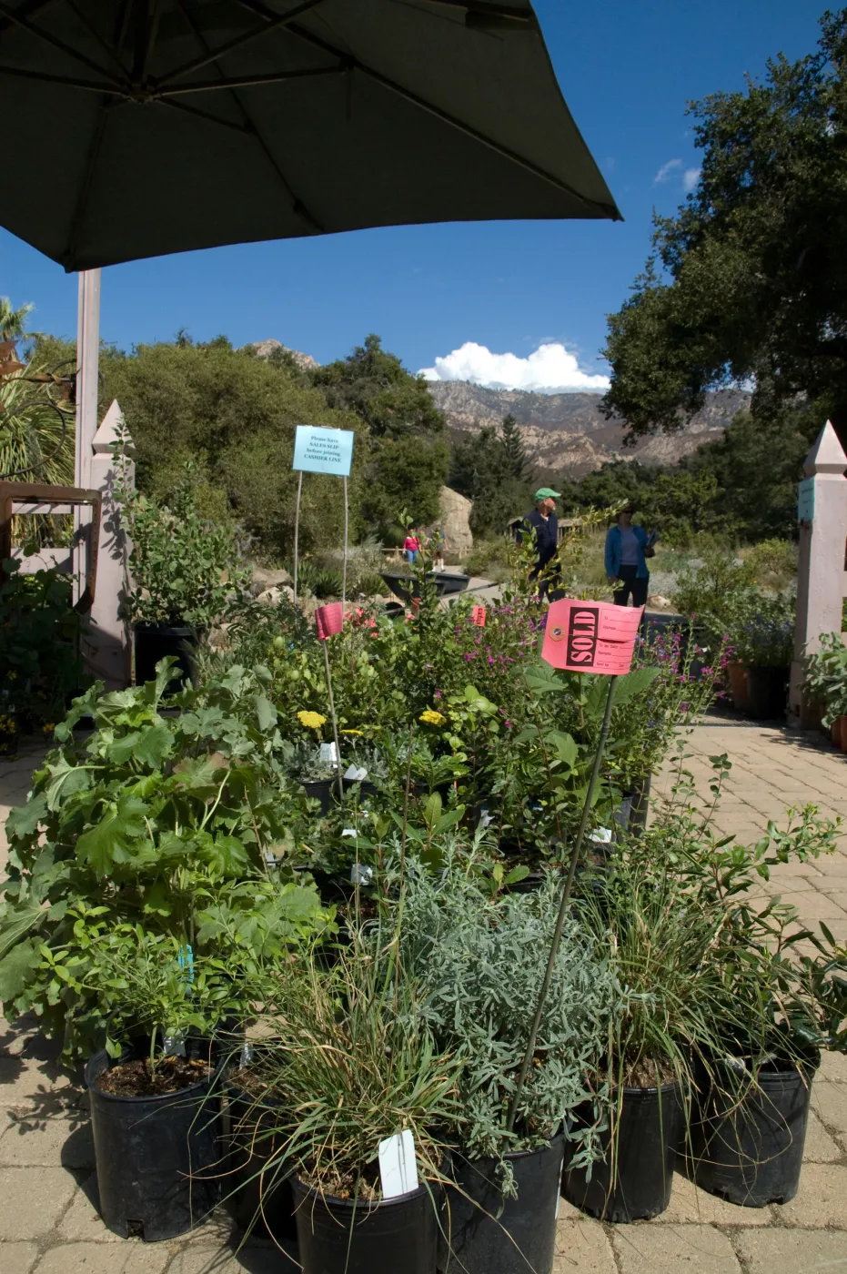 plants with red 'SOLD' tag, in the Courtyard, SBBG Fall Plant Sale 2010