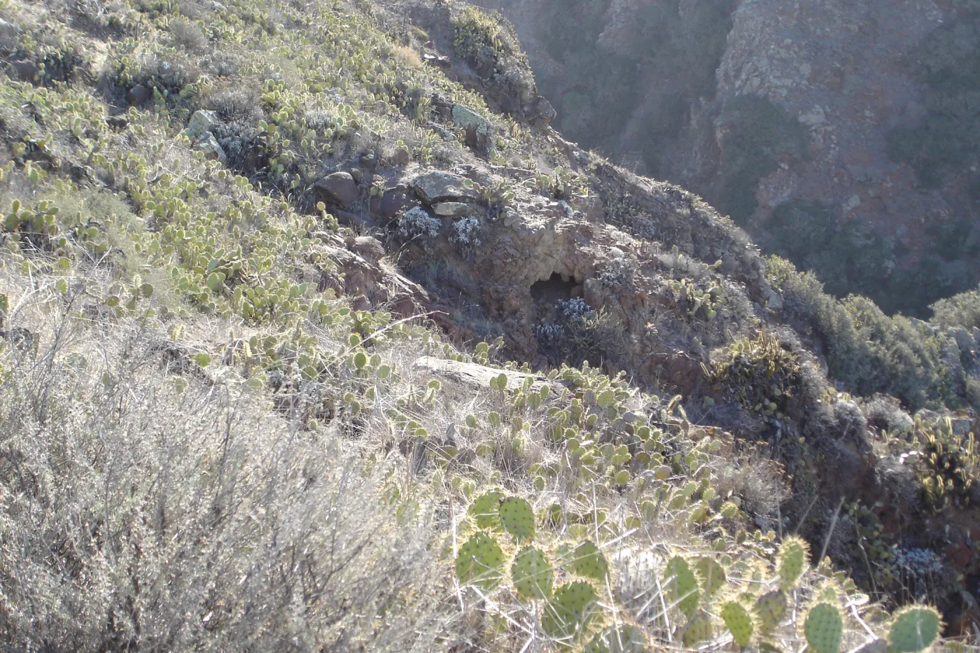 San Clemente Island, SBBG Research 2007