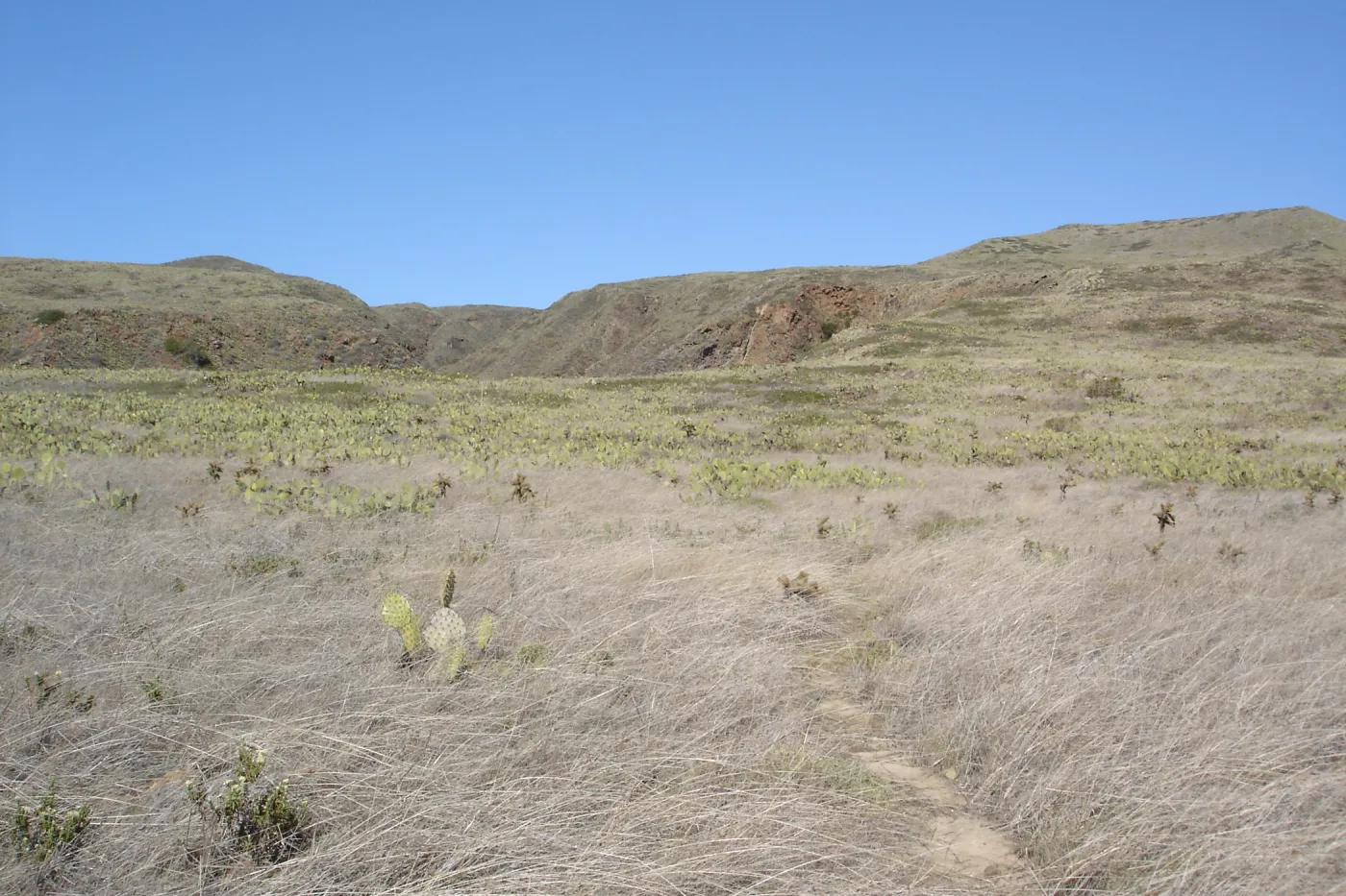 San Clemente Island, SBBG Research 2007