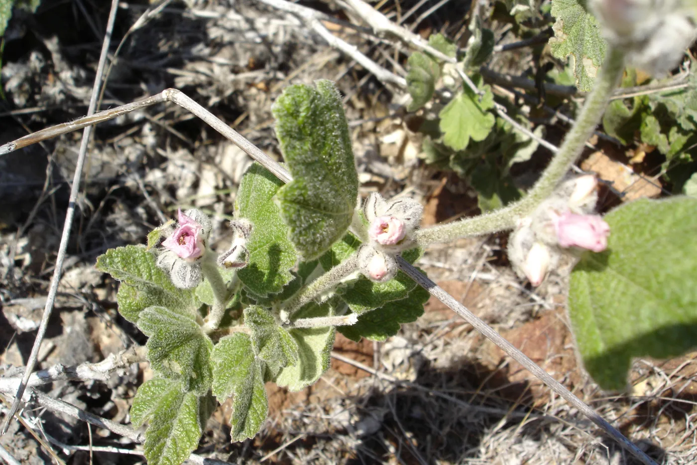 Malacothamnus clementinus, San Clemente Island, SBBG Research 2007