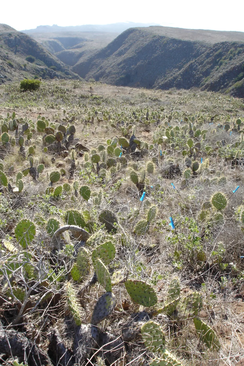 Malacothamnus clementinus population, San Clemente Island, SBBG Research 2007