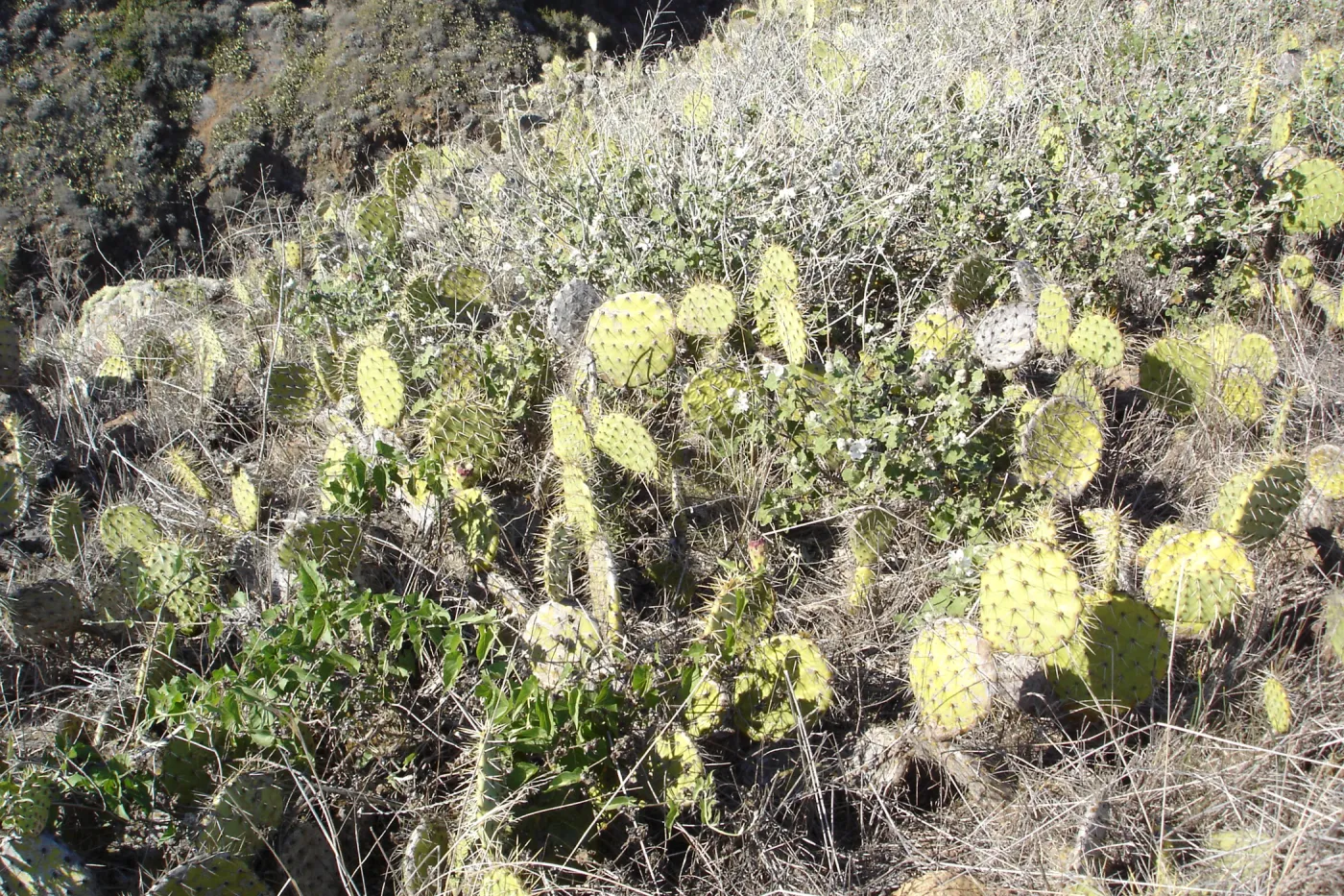 Malacothamnus clementinus population, San Clemente Island, SBBG Research 2007