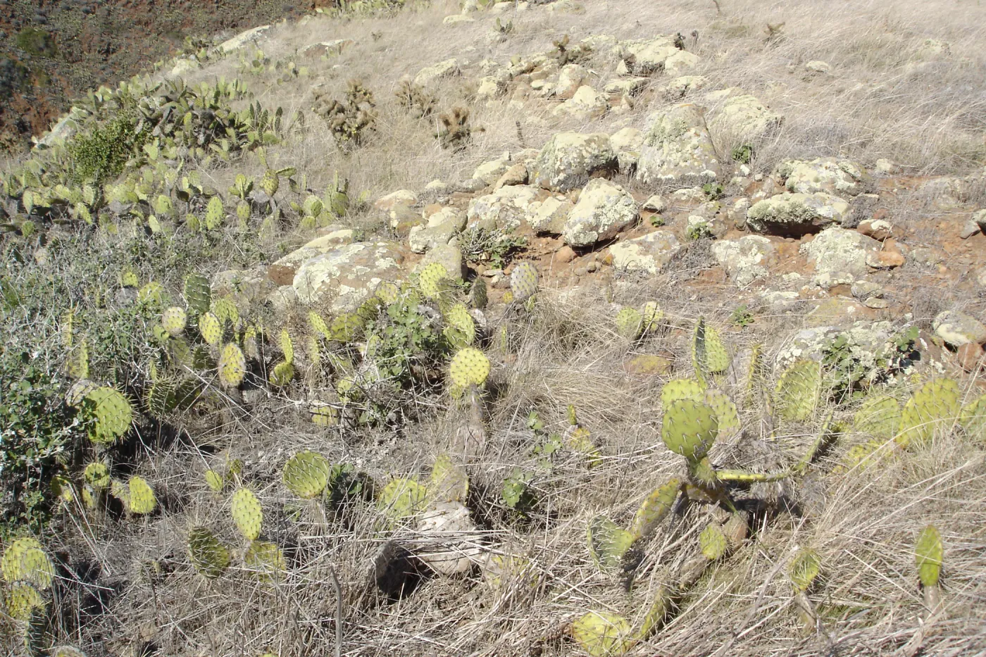 Malacothamnus clementinus population, San Clemente Island, SBBG Research 2007