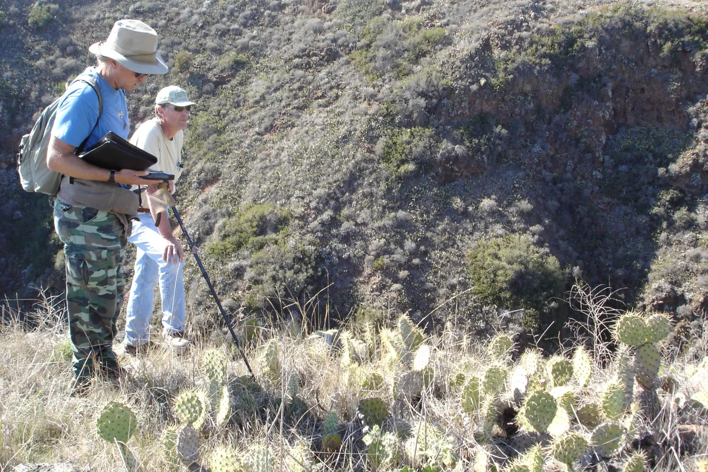 Malacothamnus clementinus population, San Clemente Island, SBBG Research 2007, Bob Muller and Steve Junak