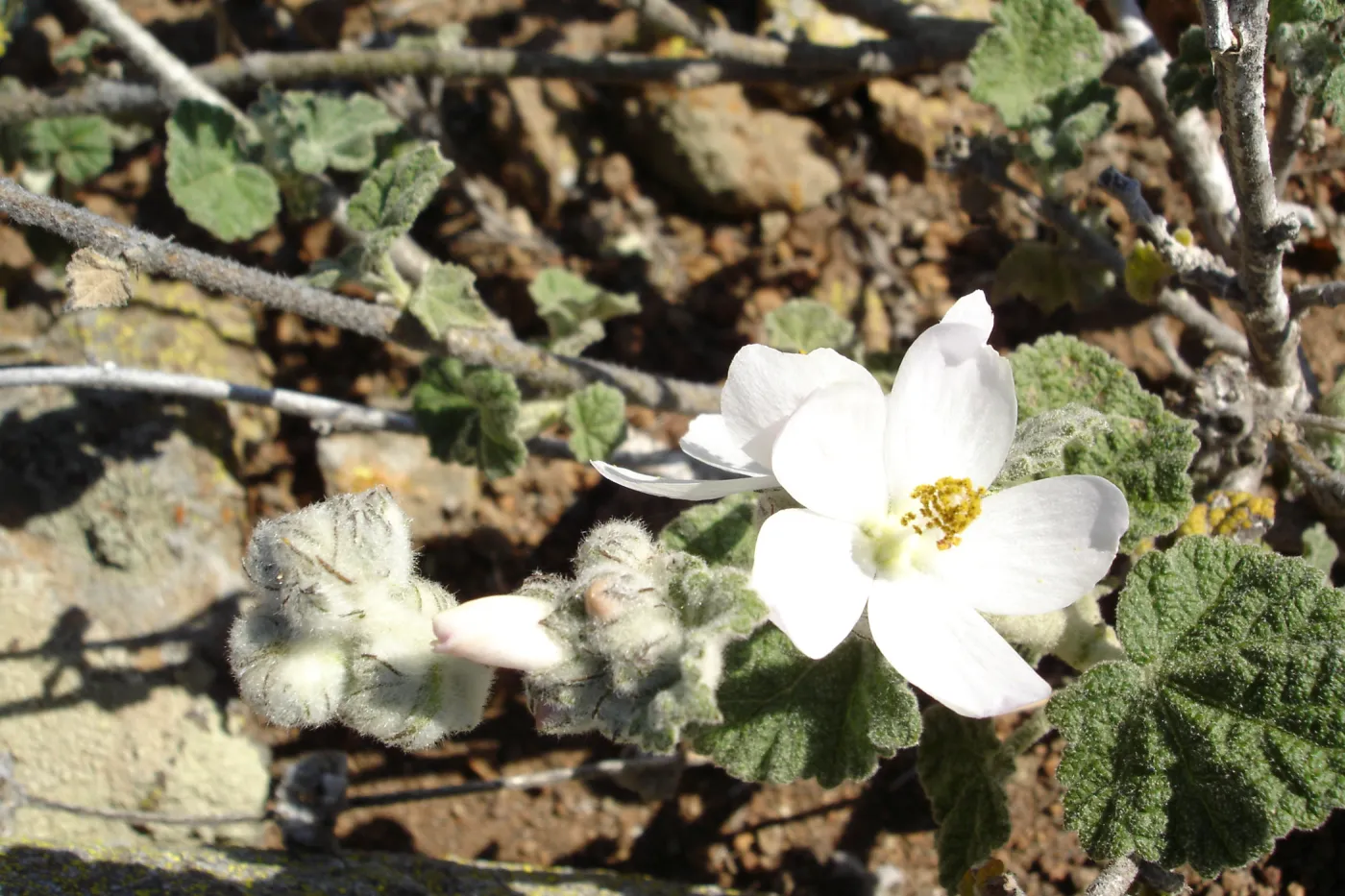 Malacothamnus clementinus, San Clemente Island, SBBG Research 2007