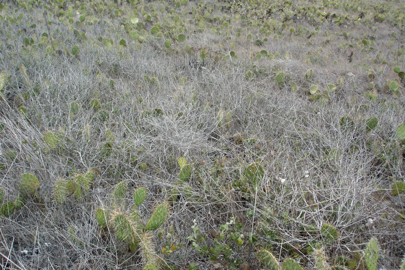 Malacothamnus clementinus population, San Clemente Island, SBBG Research 2007