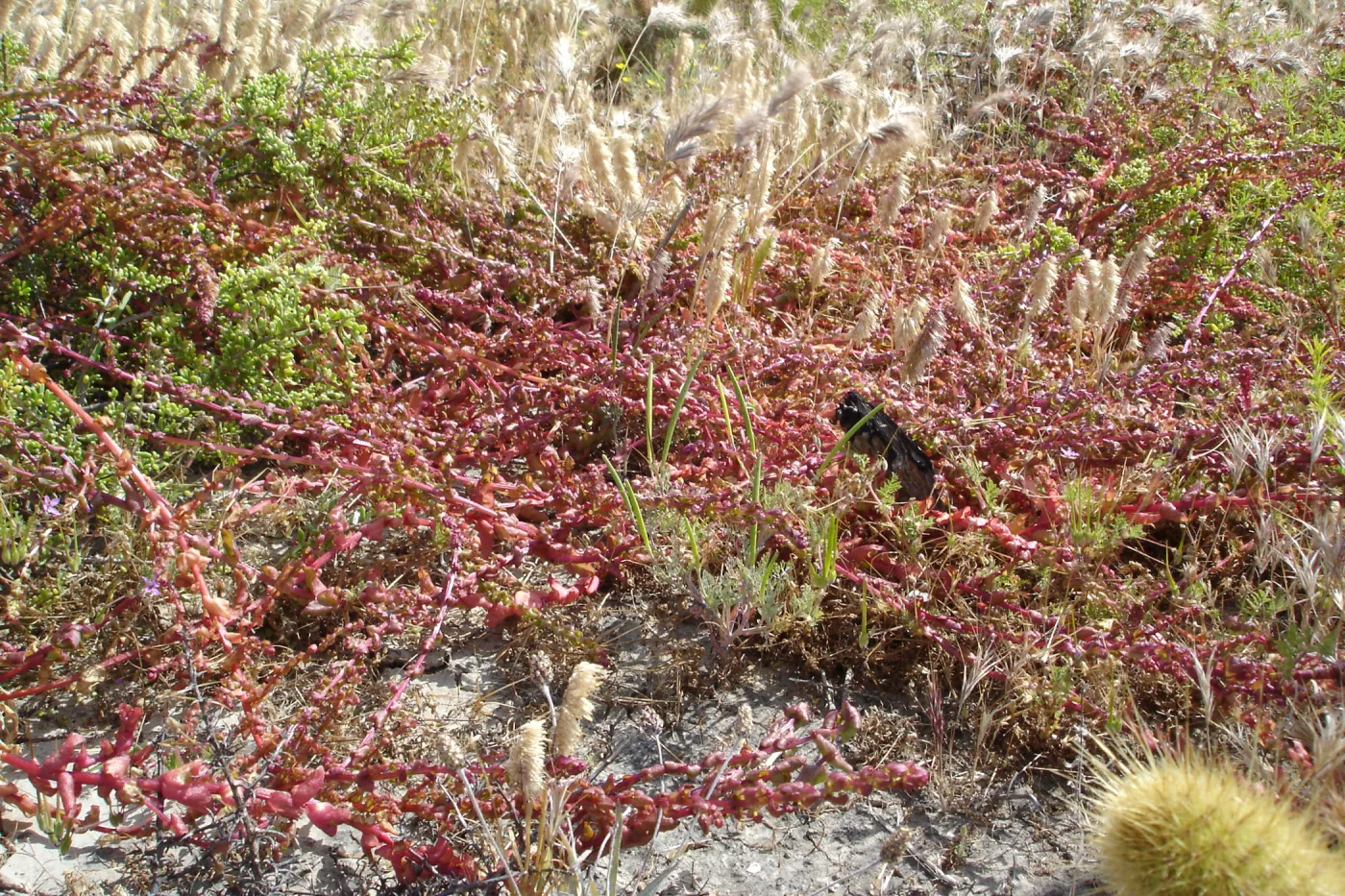 Aphanisma blitoides, San Clemente Island, SBBG Research 2005