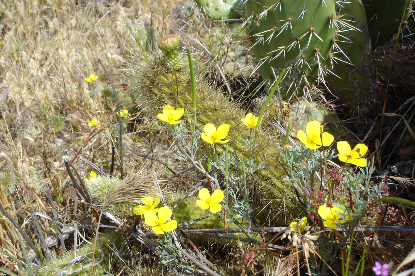 Eschscholzia ramosa, San Clemente Island, SBBG Research 2005