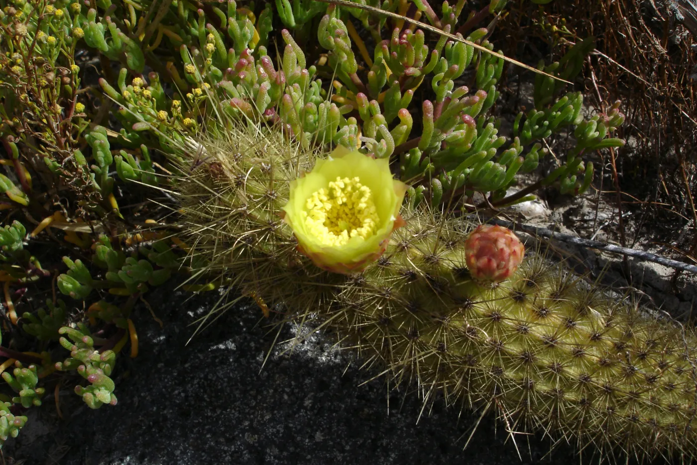 Bergerocactus emoryi, San Clemente Island, SBBG Research 2005