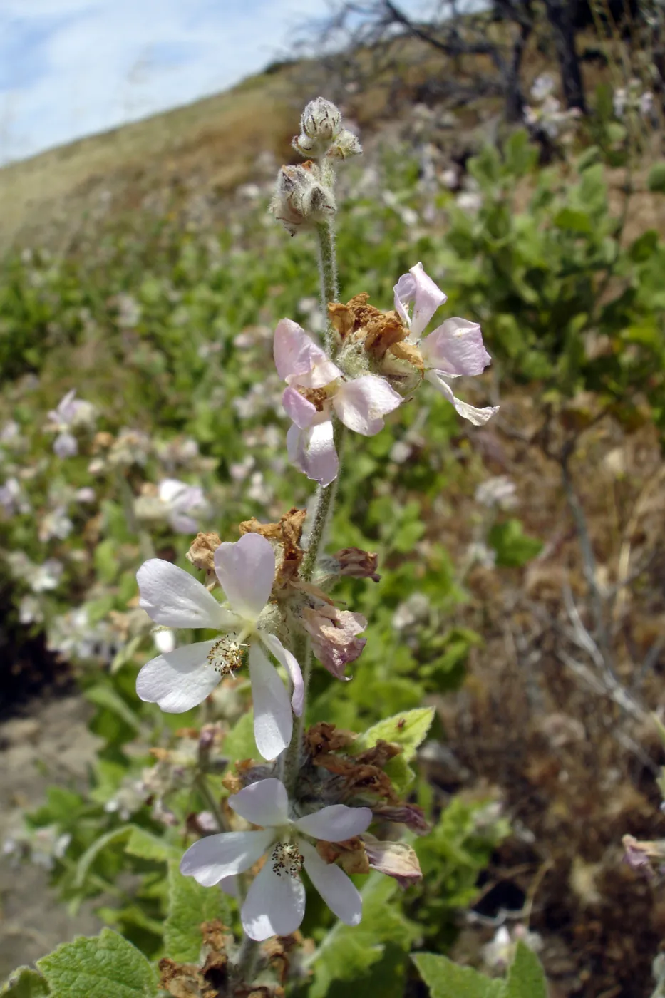 Malacothamnus clementinus, San Clemente Island, SBBG Research 2005