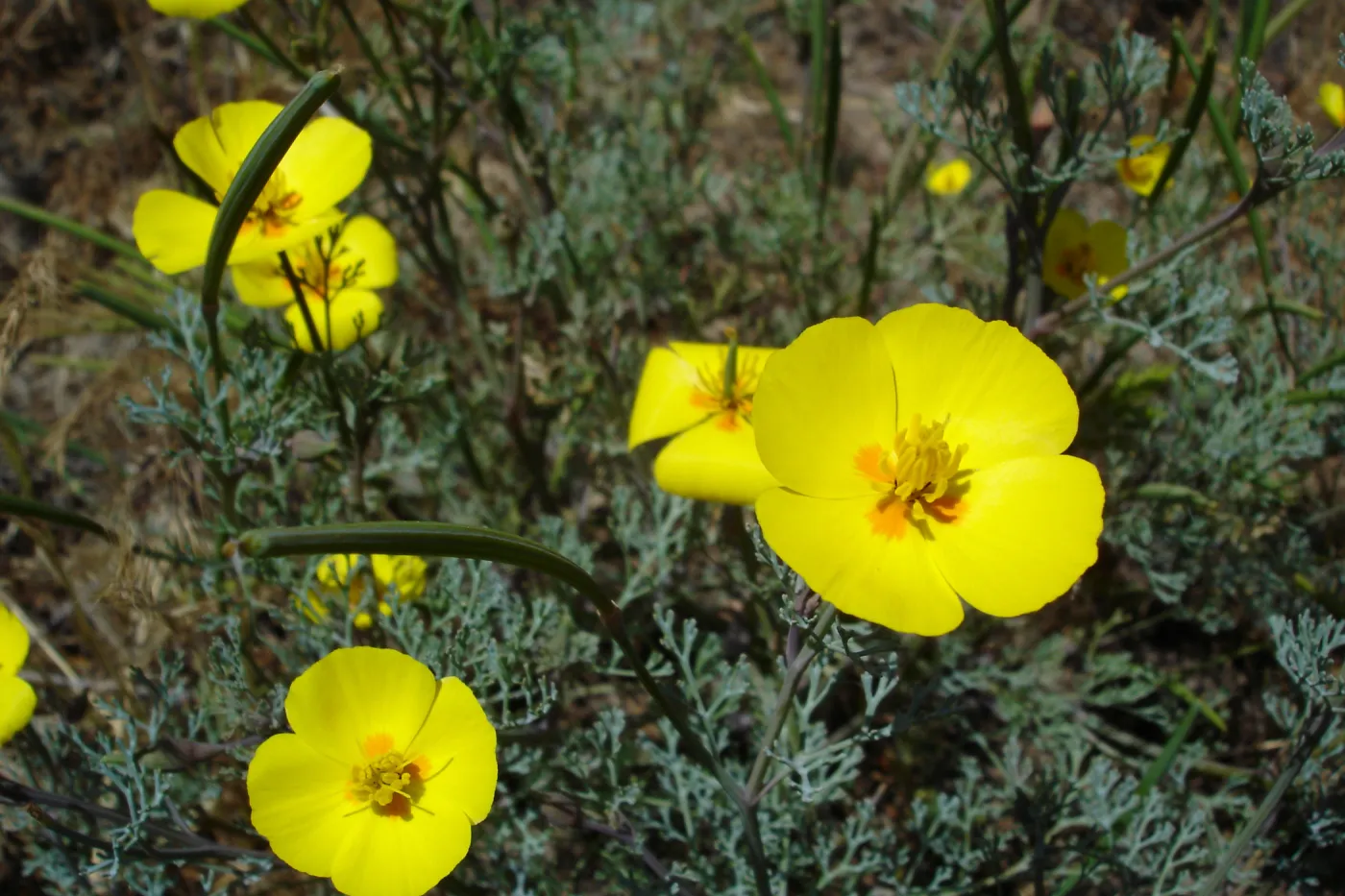 Eschscholzia ramosa, San Clemente Island, SBBG Research 2005