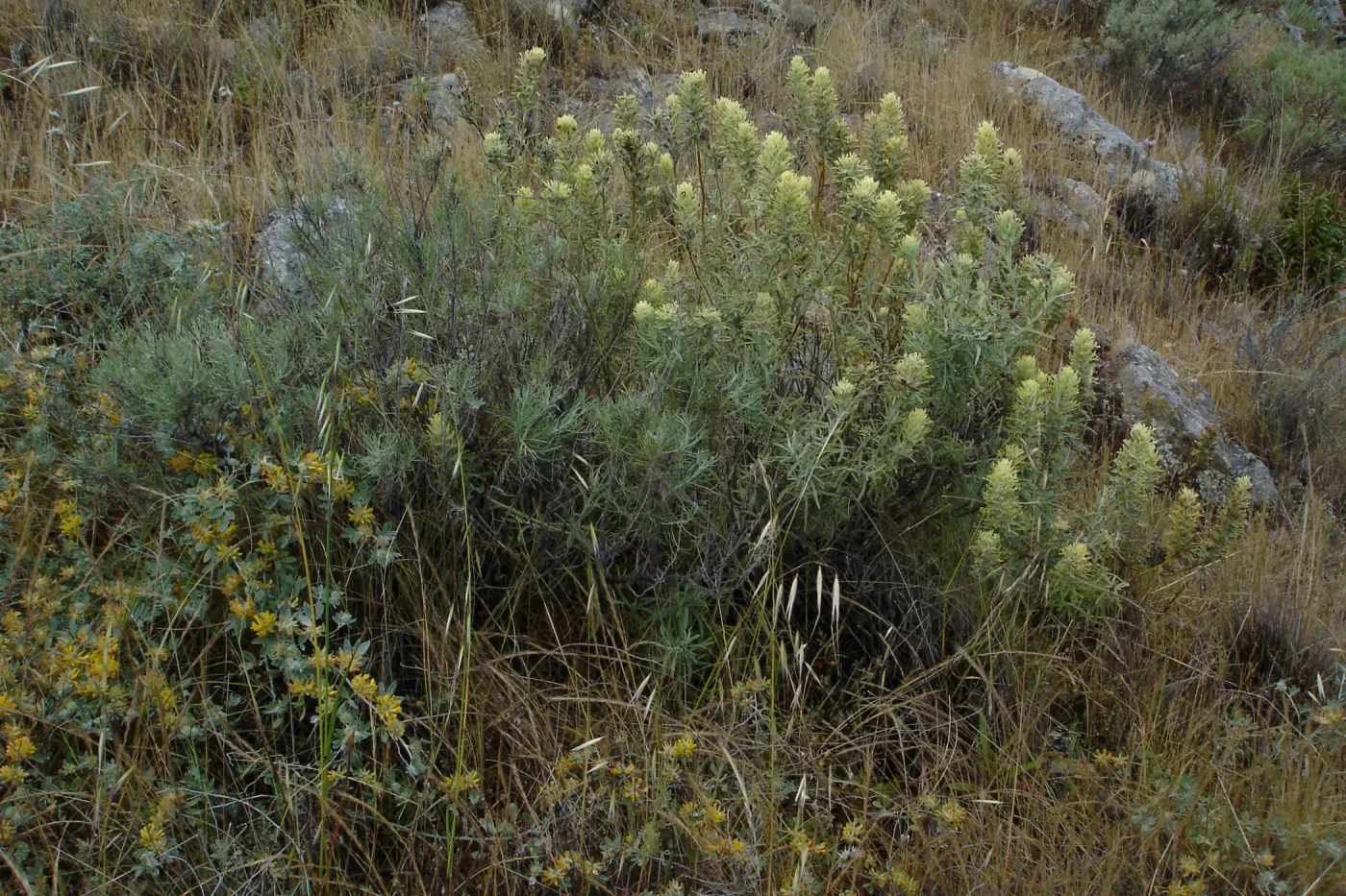 Castilleja grisea, San Clemente Island, SBBG Research 2005