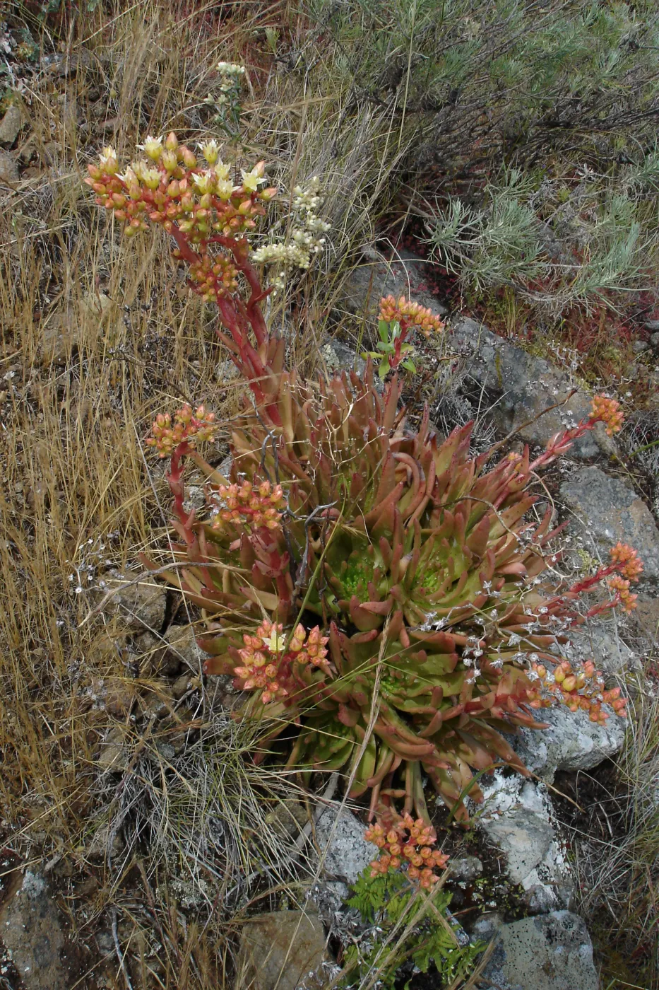Dudleya (liveforever), San Clemente Island, SBBG Research 2005