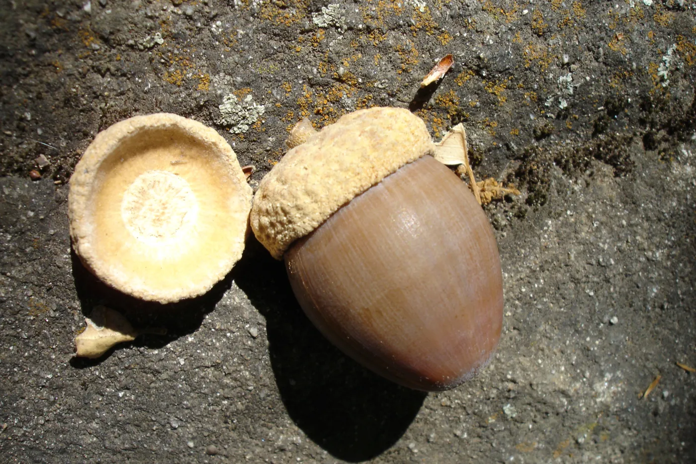 SBBG Fall Color Field Trip 2006