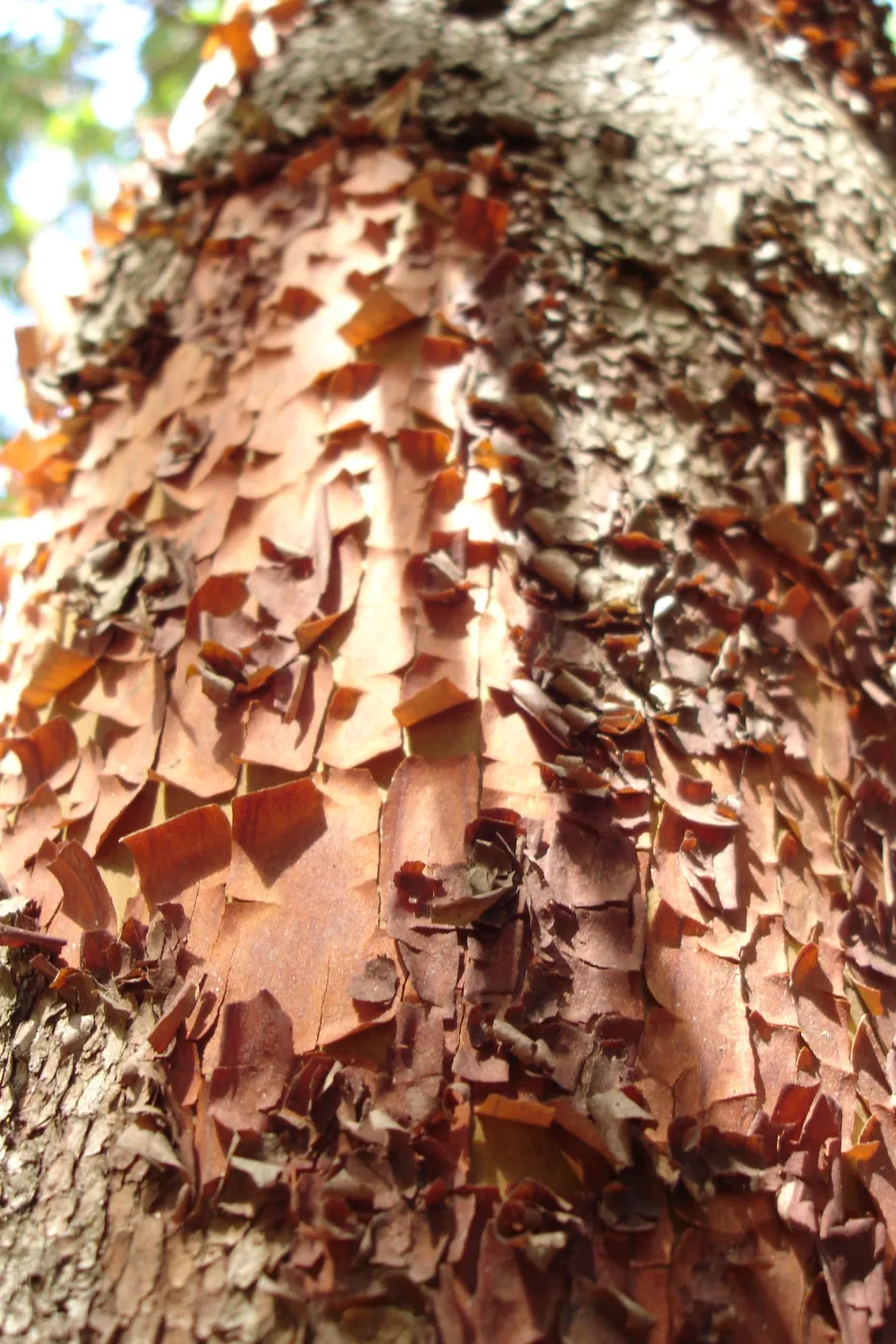 peeling madrone bark, SBBG Fall Color Field Trip 2006