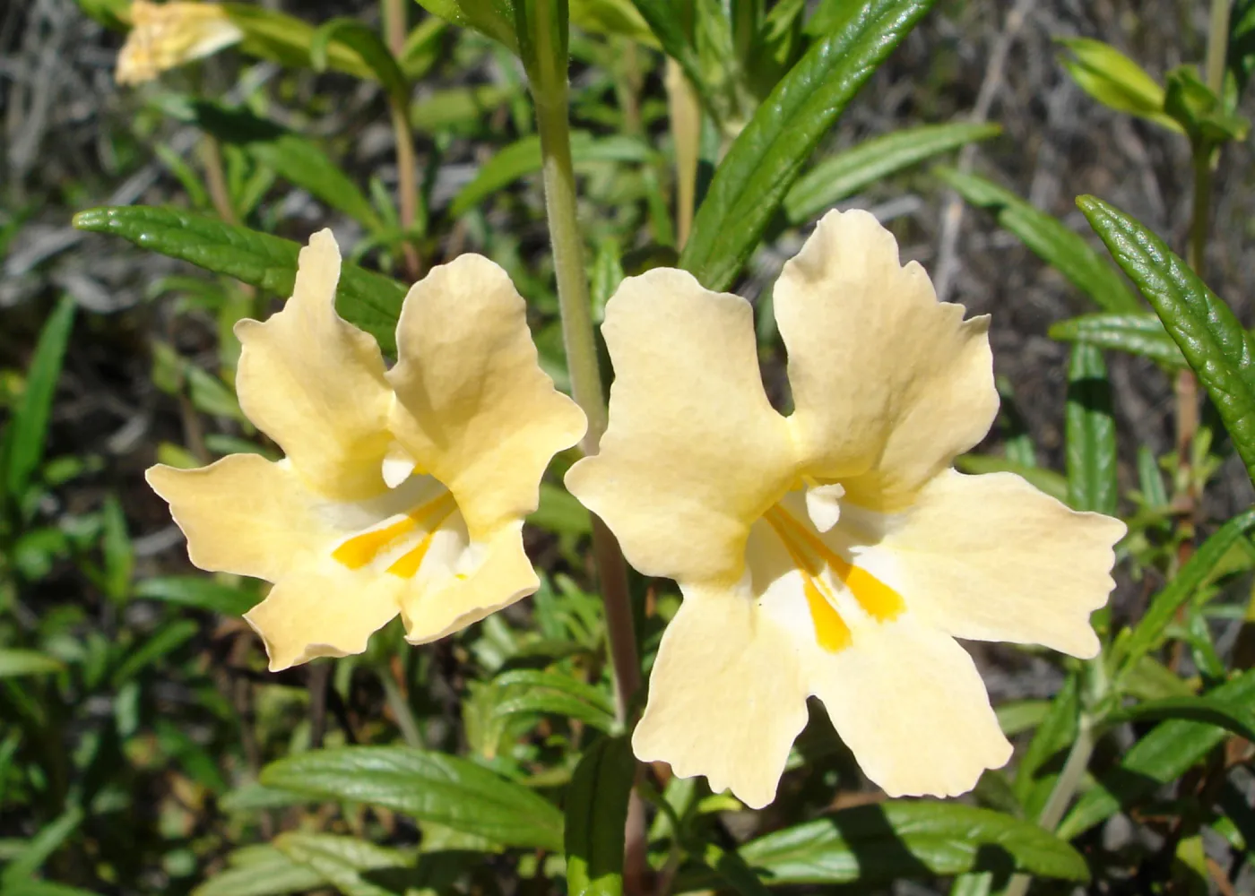 SBBG Staff field trip to Cebada Canyon